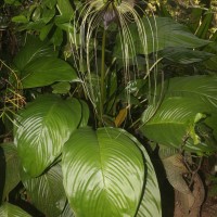 Tacca chantrieri André